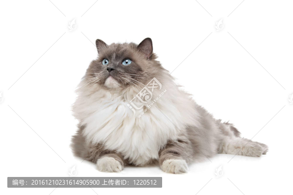 布偶貓