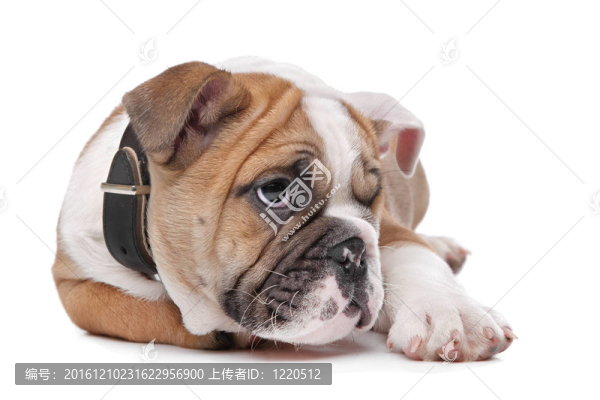 英國斗牛犬