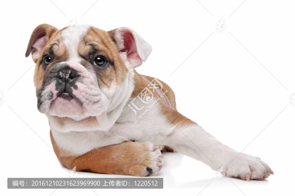 英國斗牛犬