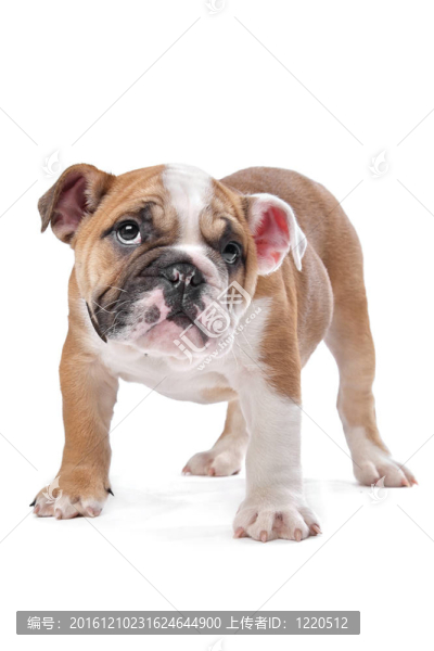 英國斗牛犬