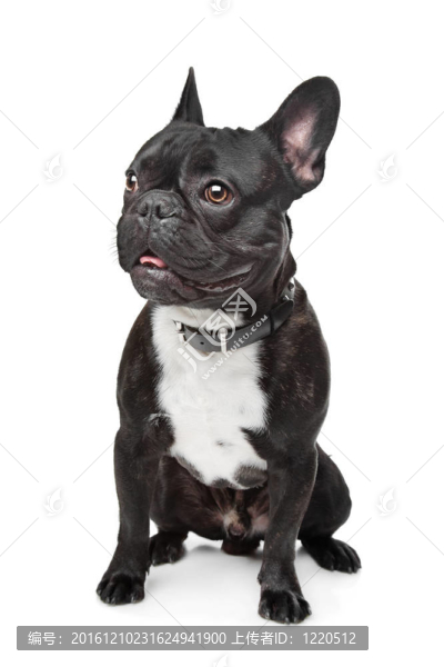 黑色和白色的法國(guó)斗牛犬