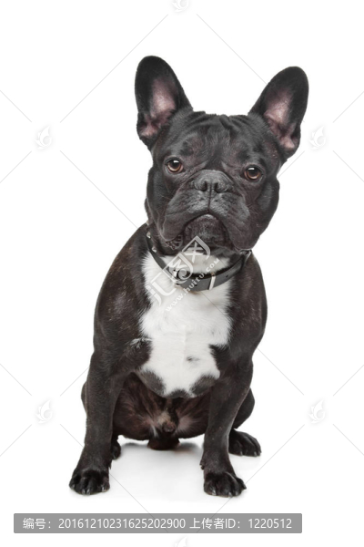 黑色和白色的法國(guó)斗牛犬