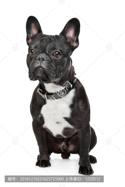 黑色和白色的法國(guó)斗牛犬