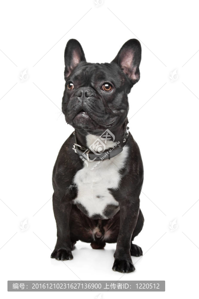 黑色和白色的法國(guó)斗牛犬