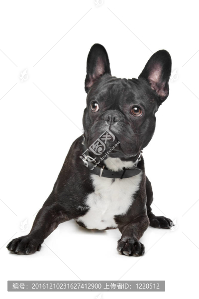 黑色和白色的法國(guó)斗牛犬