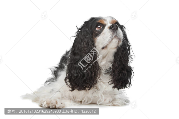 查爾斯王小獵犬