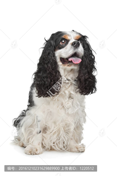 查爾斯王小獵犬