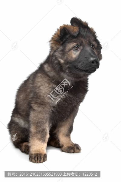 牧羊犬