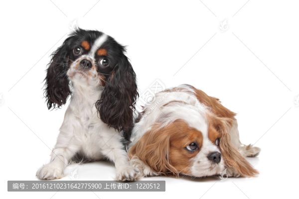 查爾斯王小獵犬D兩