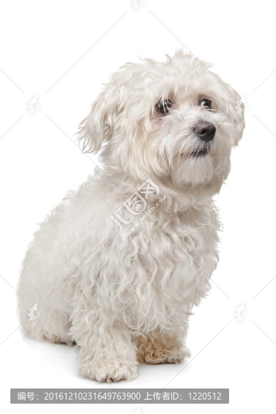 馬爾濟斯犬