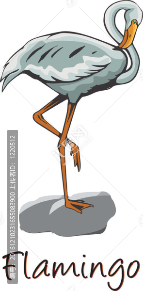 火烈鳥；彩色插圖