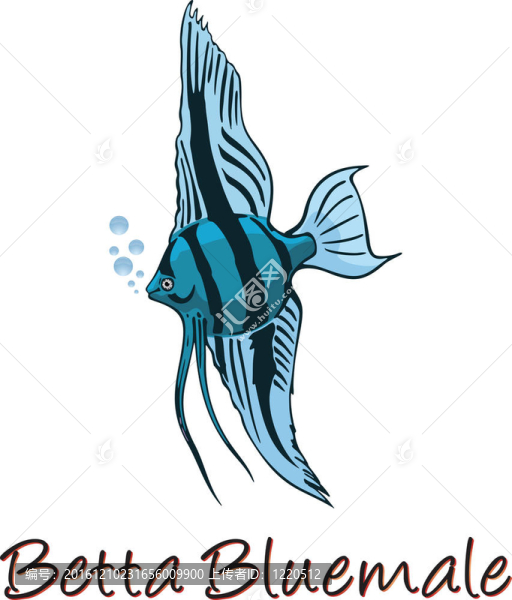斗魚；彩色插圖