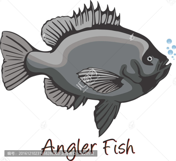 琵琶魚；彩色插圖
