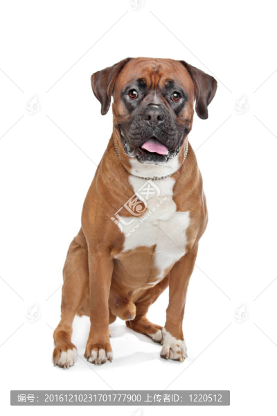 拳師犬