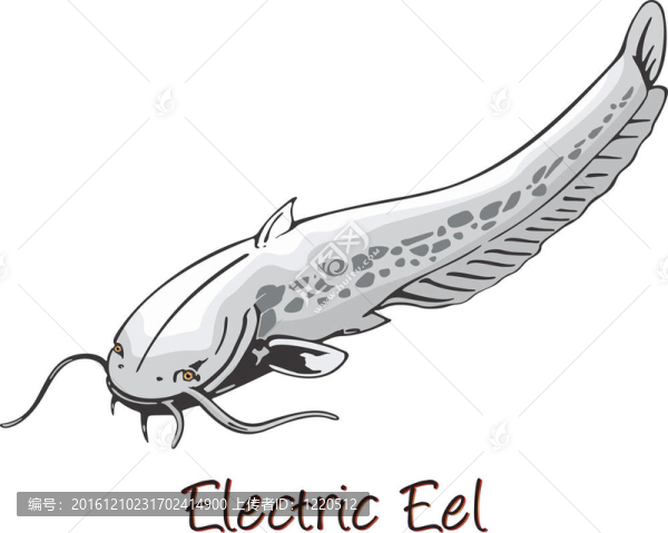 電鰻；彩色插圖