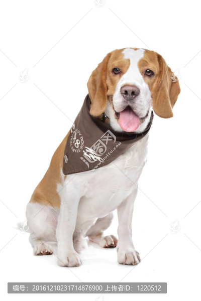 比格犬