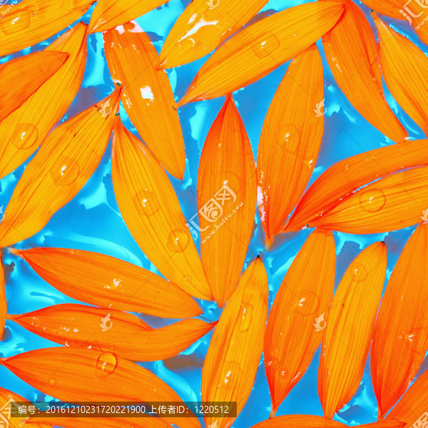 向日葵花瓣漂浮在佤族
