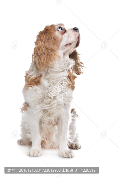 查爾斯王小獵犬