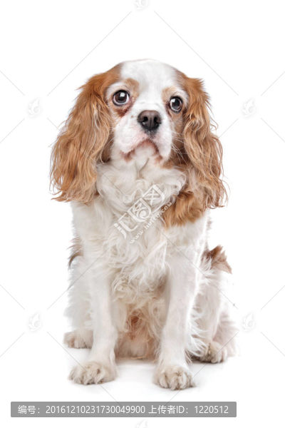 查爾斯王小獵犬