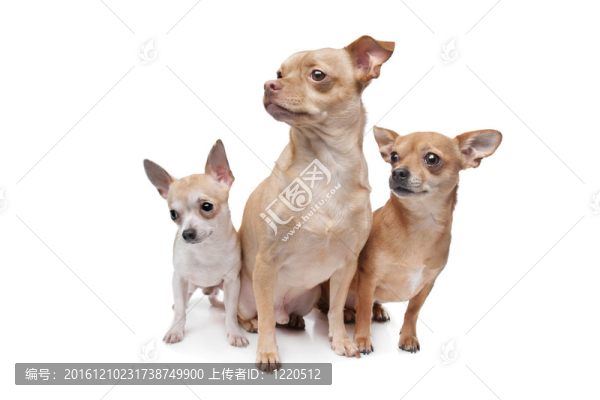 三奇瓦瓦狗