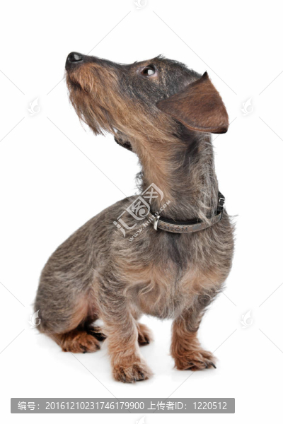 短毛臘腸犬（kaninchen泰克爾犬）在前面的白色