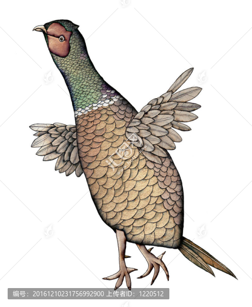 雉；彩色插圖
