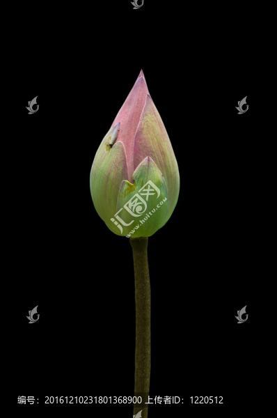 睡蓮花蓮花