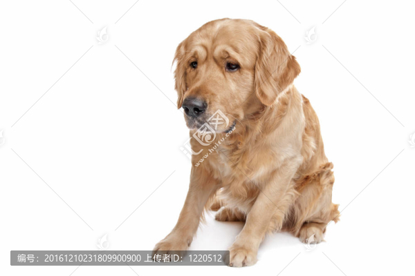 金毛獵犬