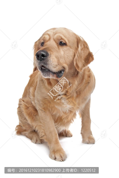 金毛獵犬