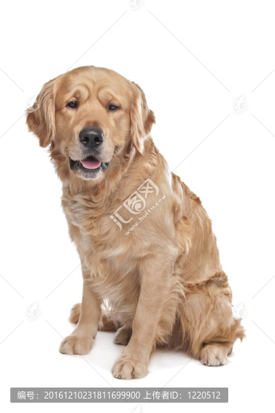 金毛獵犬