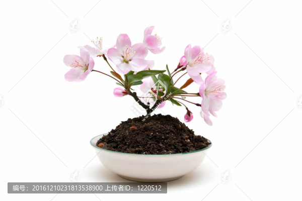 梅花