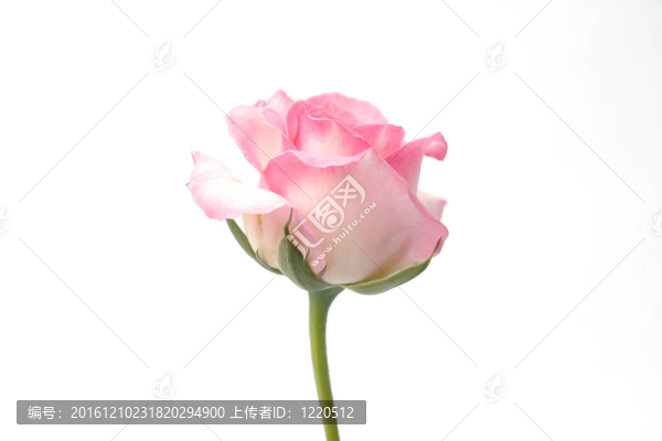 粉紅色的玫瑰