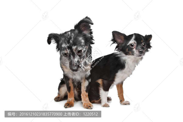 兩個(gè)奇瓦瓦狗