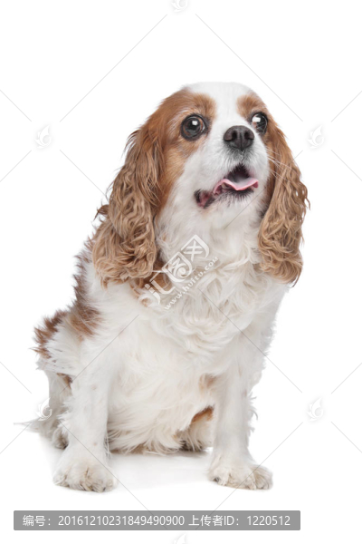 查爾斯王小獵犬