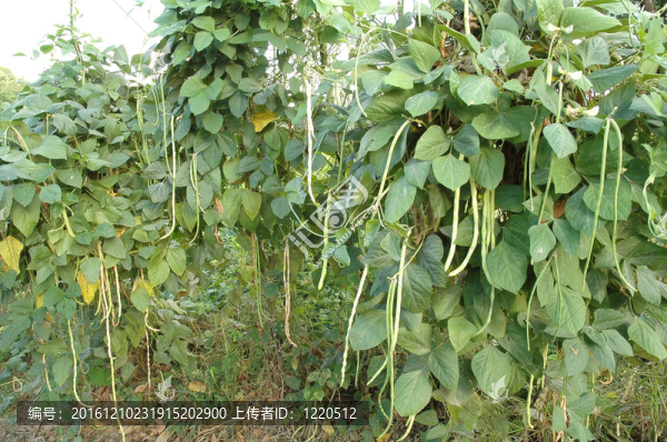 長豆農(nóng)場