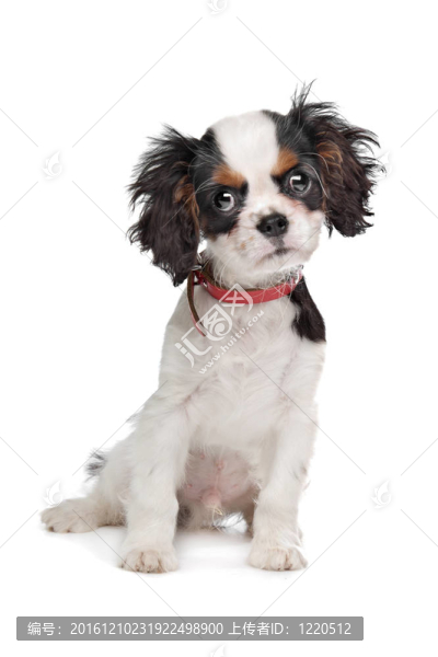 查爾斯王小獵犬