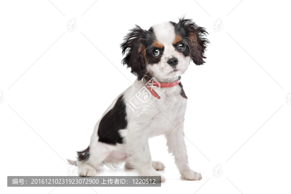 查爾斯王小獵犬