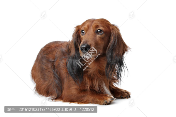 臘腸犬