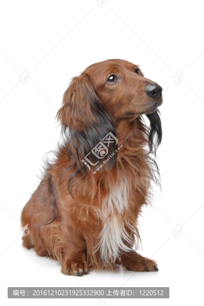 臘腸犬