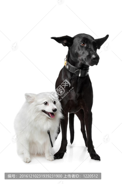 你（荷蘭駁船犬）和black,Shepherd