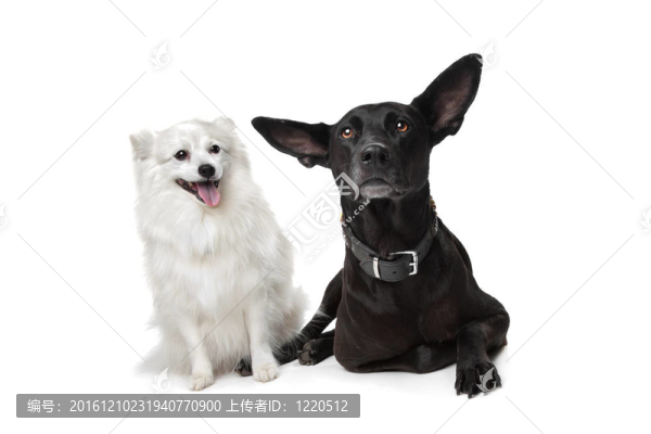 你（荷蘭駁船犬）和black,Shepherd