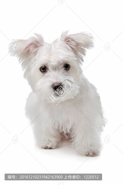 混合馬爾濟(jì)斯犬