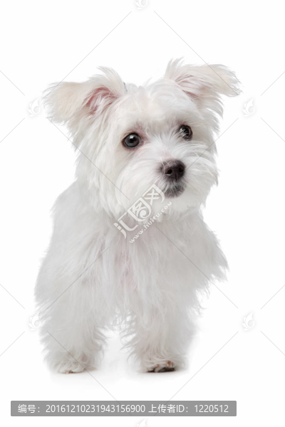 混合馬爾濟(jì)斯犬