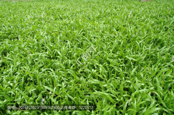 綠色的草