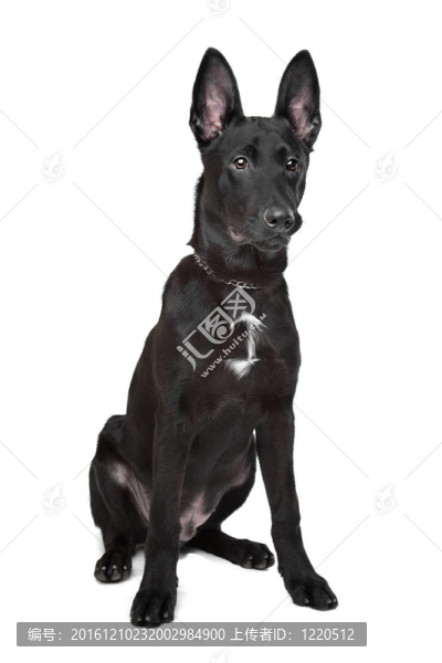 德國牧羊犬