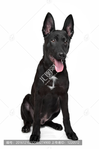 德國(guó)牧羊犬