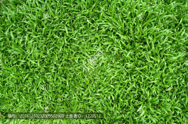 綠色的草