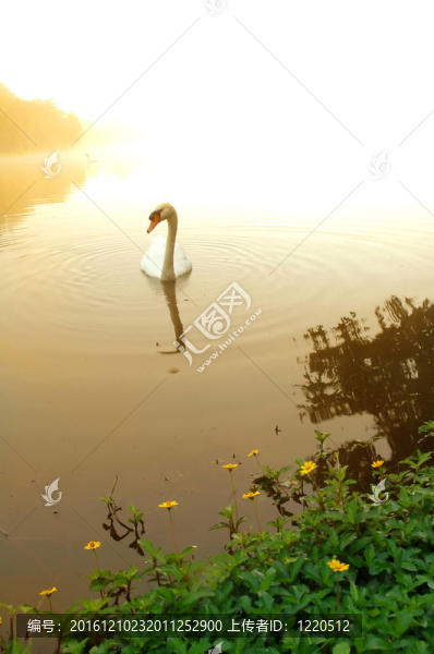 天鵝在湖上游泳