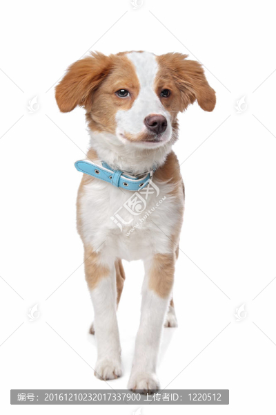 混血小狗