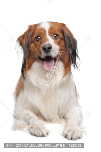 科克爾獵犬